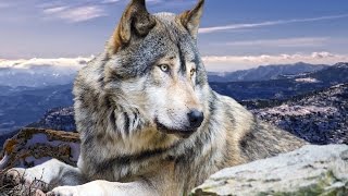 Дикая природа Дикий запад Звериный вестерн National Geographic Wild Дикая природа Дикий запад Звериный вестерн National Geographic Wild