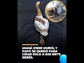 Ternura de cirnes