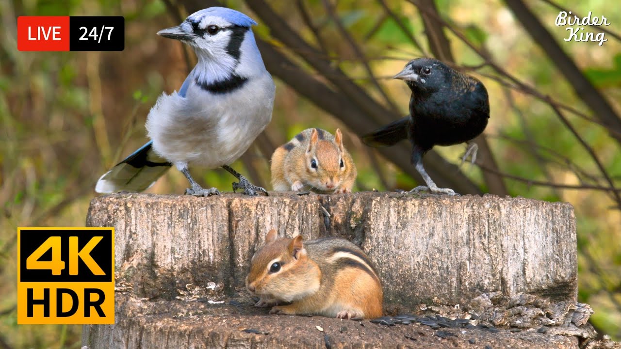 🔴 24/7 LIVE: Cat TV for Cats to Watch 😺 Cute Birds, Chipmunks and Squirrels 4K 🐦 Cat Games HDR