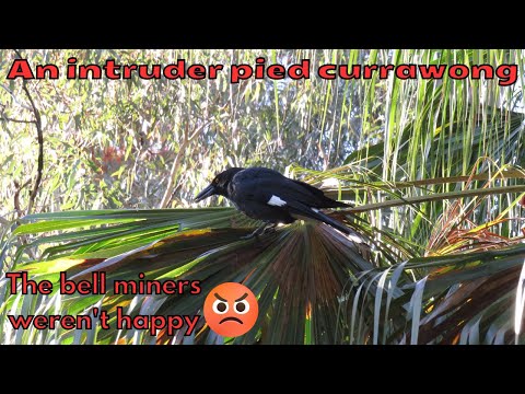 Wideo: Czy currawongi jedzą inne ptaki?