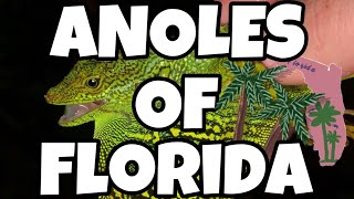 All 11 Species Of Anoles In Florida, Usa