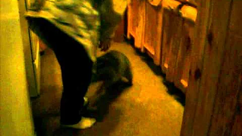 adventures of Sharon , coon attack