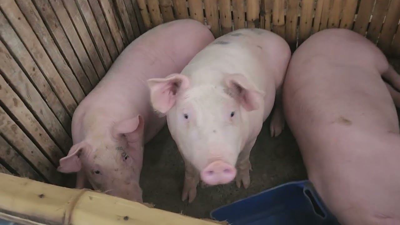 Farm update February 18 2026