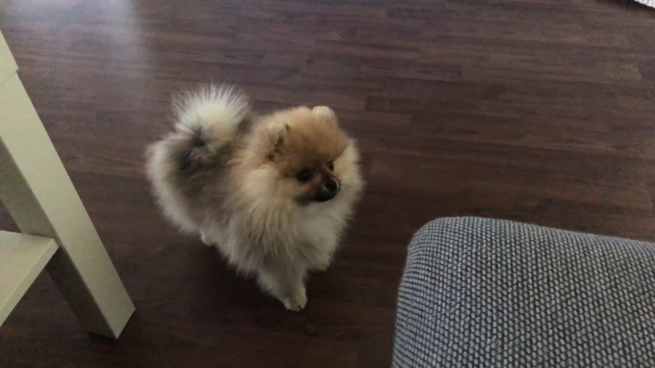 Pomeranac Lu 3 mjeseca star dresura