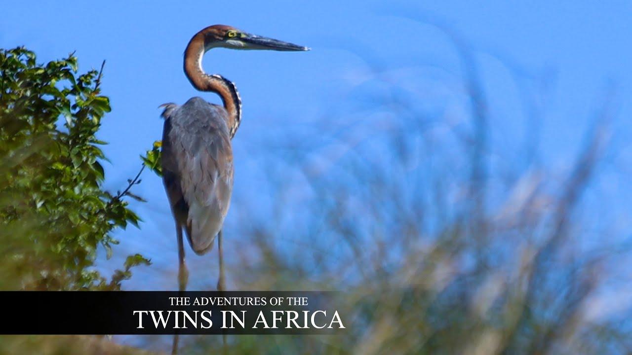 Interesting Facts about the Goliath Heron YouTube