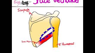 Celebrity Spaces in the Shoulder: Triangular space, Triangular interval, and Quadrangular space Wealth