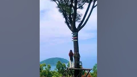 Khách nữ cực chill cùng view cây thông tại đồi cừu Đà Nẵng #doicuudanang