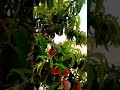 سبحان الله اصغر شجرة خوخ خير سيناء مشاء الله