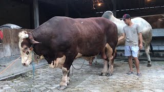 Kedatangan 2 sapi baru di kandang Setia Farm | SAPI 1 TON siap qurban