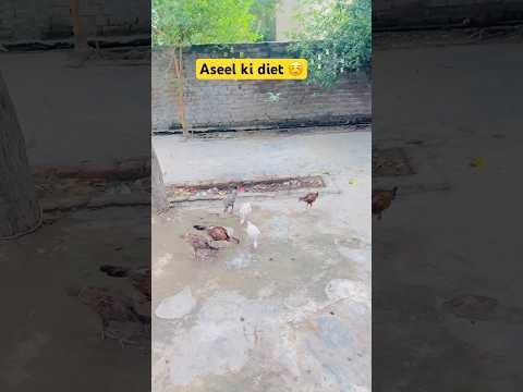Aseel ki diet ☺️ #minivolg #trendingshorts #minizoo #shorts