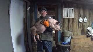 ‼️Отлучка поросят от свиноматок👌‼️ Средний вес поросёнка при отлучки 🐷