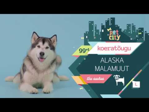 Video: Alaska Malamuut Koeratõug Hüpoallergeenne, Tervise- Ja Eluaegne