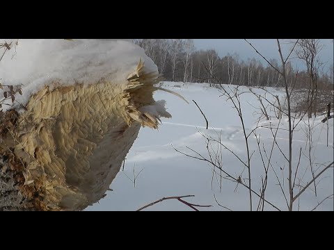Поездка деревню Бродим по диким звериным тропам