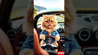 cutebavy party me mujhko Jana #trending #cute #cat #new #viralreels