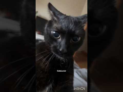 The Funniest Videos 141 