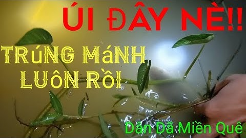 Bữa cắm câu cá lóc trúng mánh đậm của hai anh em!! Dính liên tục nhờ mồi cực nhạy.