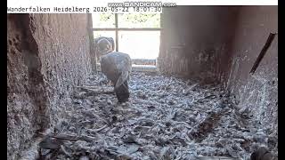 Heidelberg Germany -Mamadun alone Mom with dinner. Horus flew 15.40 - 2026 05 22 17 47