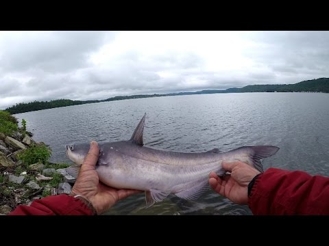 Video Catfishing with worms