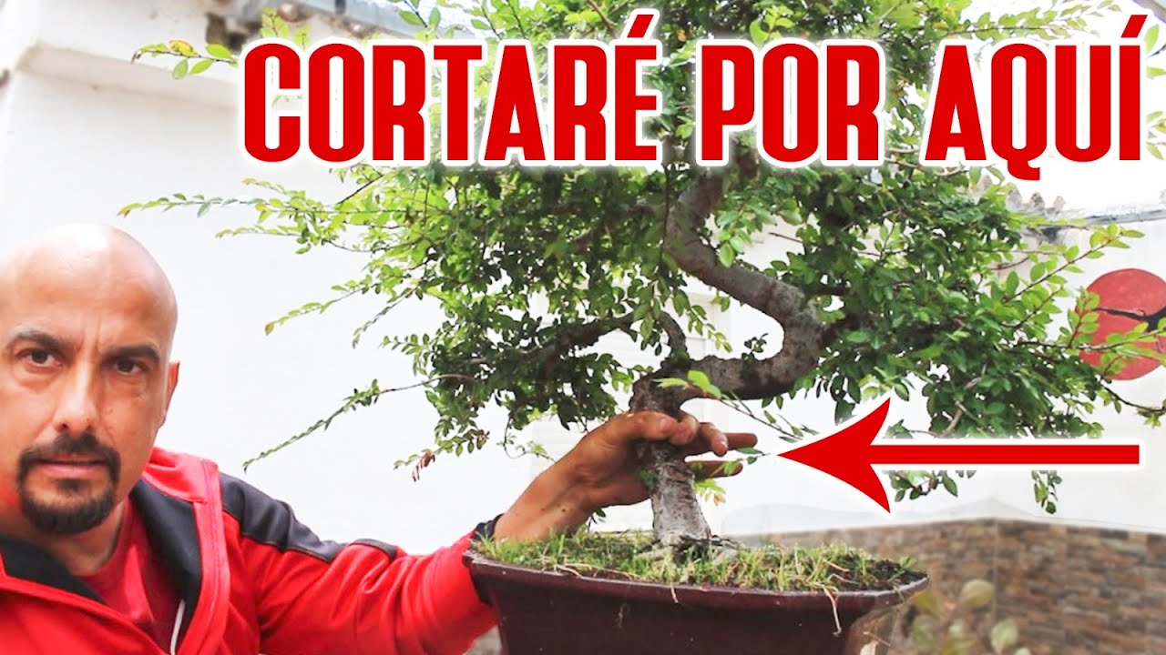 Conseguir troncos cónicos en olmos