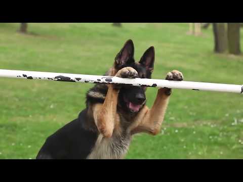 გერმანული ნაგაზი German Shepherd