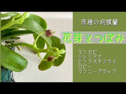 2025年2月17日 2月の【胡蝶蘭】 花芽とつぼみが出ている原種 マンセビ