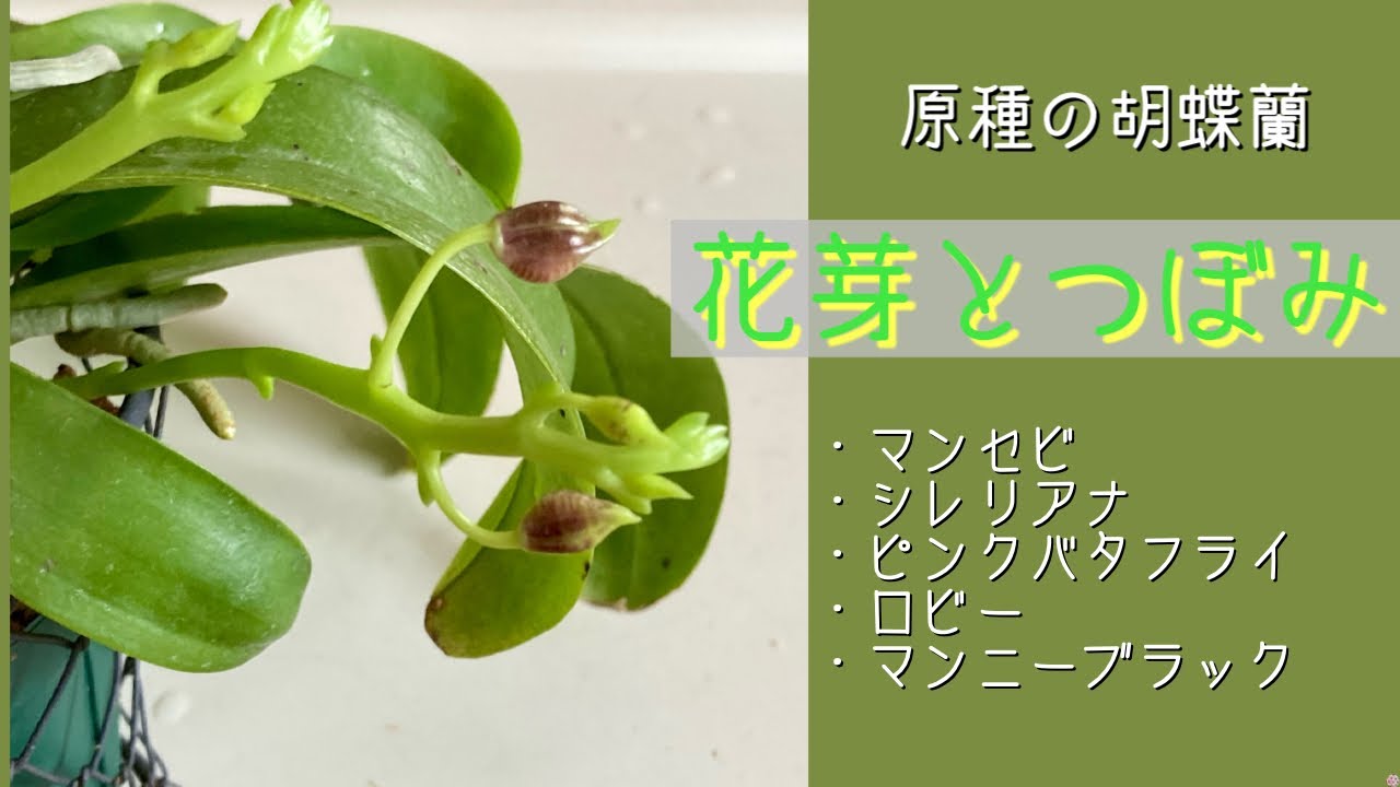 胡蝶蘭原種　8種　ロビー　シレリアナ　プルチェリマ　デリシオサ　ギボサ hq720.jpg?sqp=-