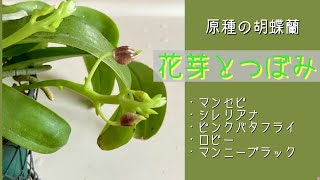 開花中・香る希少な双株】原種交配種 ドラゴン・メリー 胡蝶蘭 洋蘭 花なし株】 カティクリア グリーンドラゴン Cty.(Epc.)Green Dragon