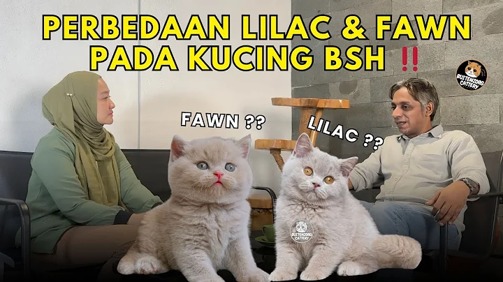 Video 10825041: lilac british shorthair cat, color british shorthair cat, cat lovers