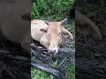 KAWAWA NAMAN NILALAMIG ANG CHOW SALAKAS NAG ULAN Shortvedio Trendingvedio Animals KAWAWA NAMAN NILALAMIG ANG CHOW SALAKAS NAG ULAN Shortvedio Trendingvedio Animals