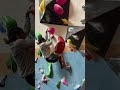 Completed this V3! #boulderinggym #gym #youtubeshorts