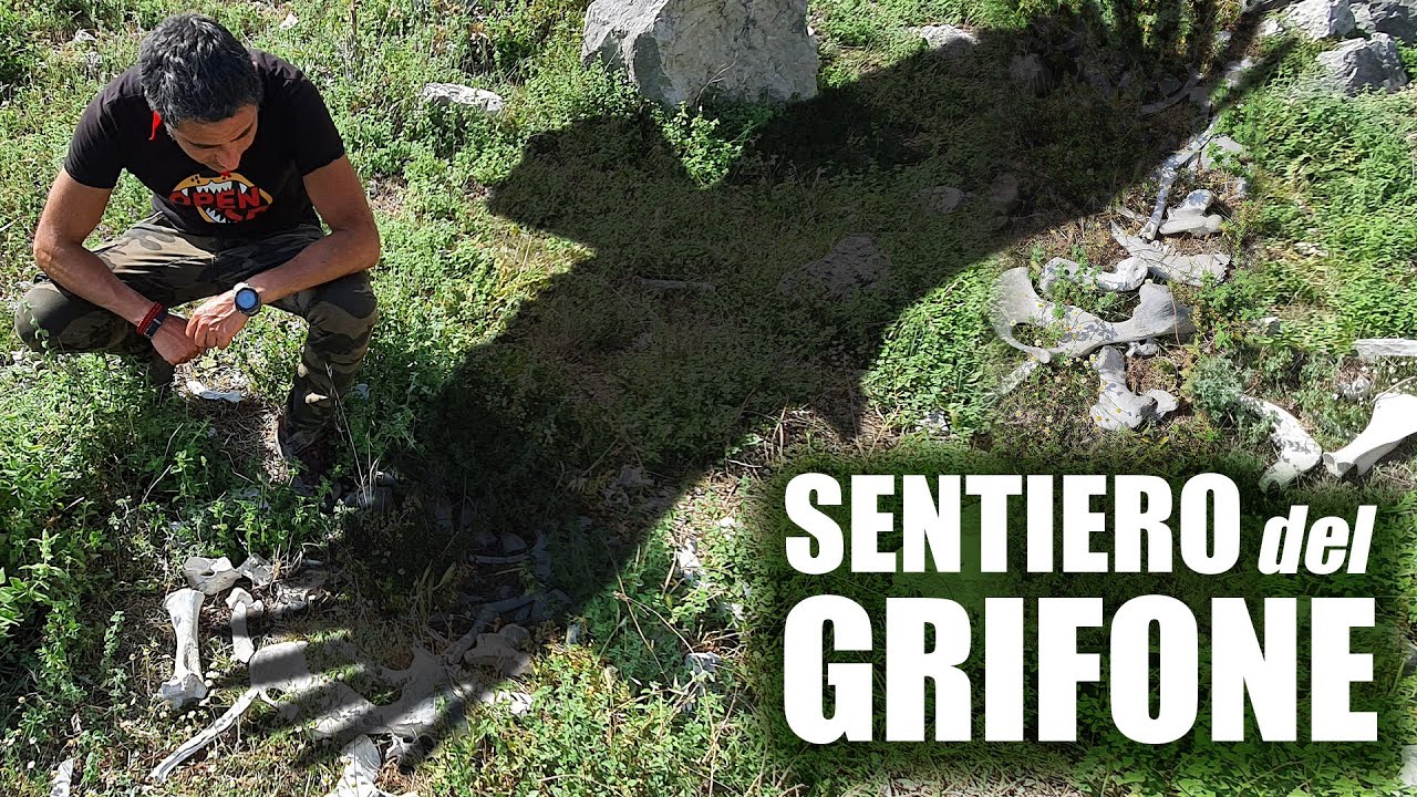 Birdwatching Avvoltoi sul Sentiero del Grifone