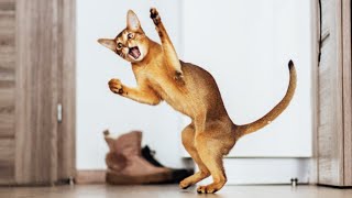Abyssinian cat funny moments playing with me 12 screenshot 5