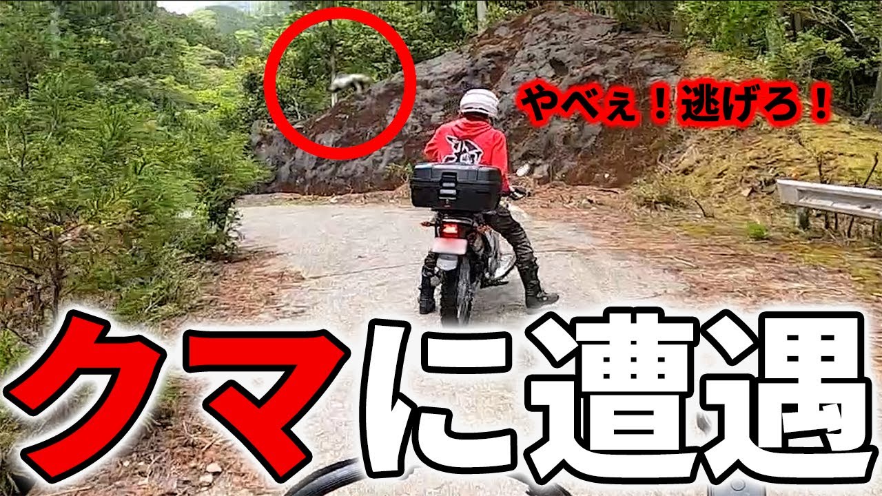 林道行ったら熊がいた