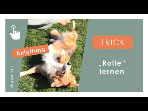 Video: Wie Sie Ihrem Hund das Drehen beibringen
