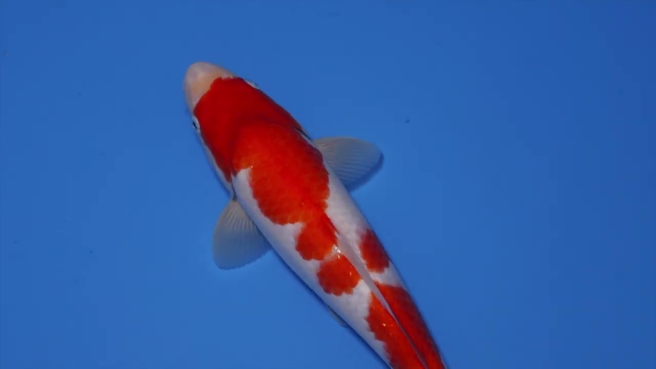 NO.2170 KOHAKU | Phaisal Koi Farm - ฟาร์มปลาคารฟนำเข้าจากญี่ปุ่น