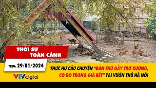 Thời sự toàn cảnh trưa 29\/1: Thực hư chuyện đàn thú bị bỏ đói chịu rét tại Vườn thú Hà Nội | VTV24