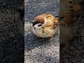 チュン太郎、球体になって首を傾げる