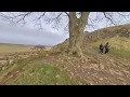 Sycamore Gap Hadrian's Wall. 3D 180 VR.