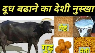 Doodh badhane ka formula how to increase buffalo milk || गाय/भैंस का दूध बढाने का देशी फार्मूला