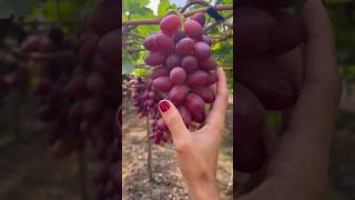 Nature creates the most beautiful colors! Profile