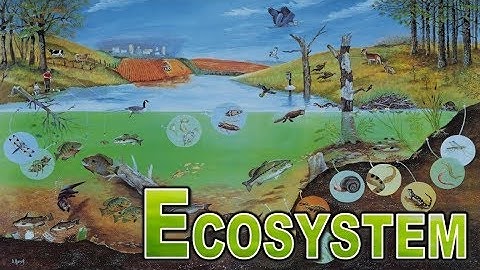 Ecosystem - Part 1 Structure and function, Productivity, Decomposition