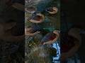 Lesser Whistling Duck #creator