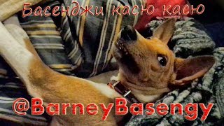 Басенджи касю касю #0010 Басенджи касю касю #0010