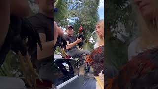 Pisca Mostrando Seus Galos Reprodutores