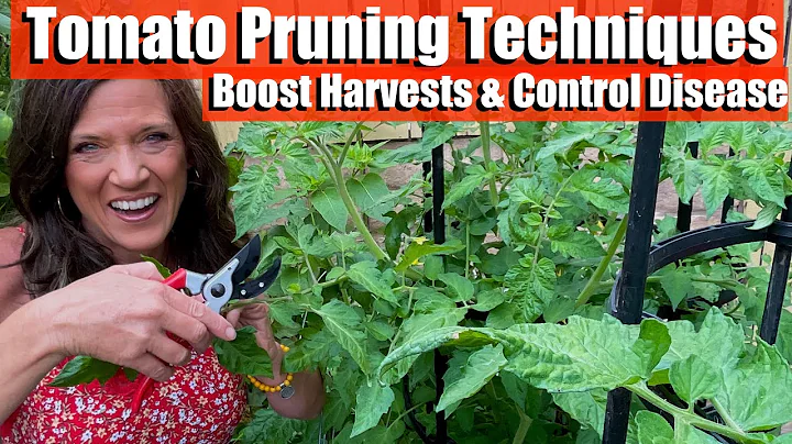 🍅Tomato Pruning Techniques to Boost Your Harvest and Control Disease