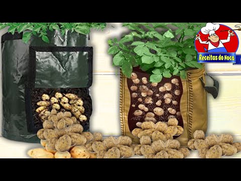 Vídeo: Sacos de Cultivo de Batatas - Como Cultivar Batatas em um Saco