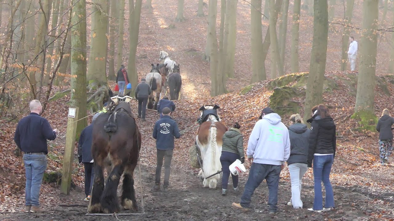 Flemish Brabant championship horse logging 2025