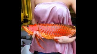Arwana super red - full music hypnoterapi (full slow music)