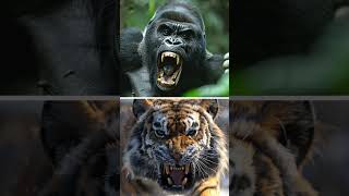 How Strong is a Gorilla Compared to a Tiger #tiger #gorilla #wildlife #wildanimals