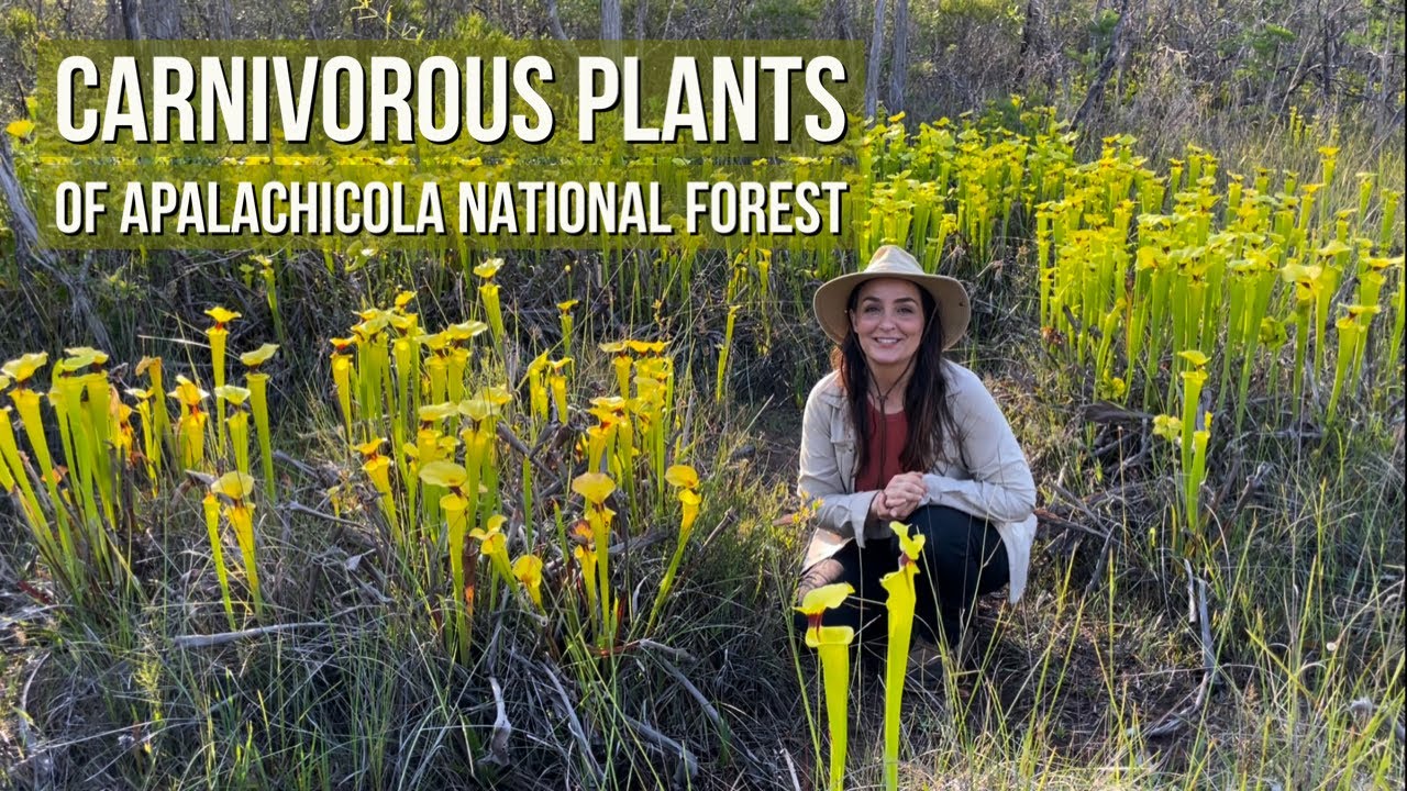 Carnivorous Plants of Apalachicola National Forest